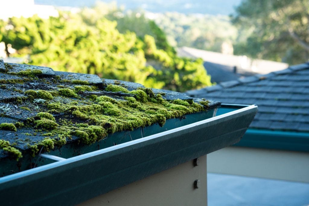 how do I maintain a large roof in chapel hill nc moss on shingles 