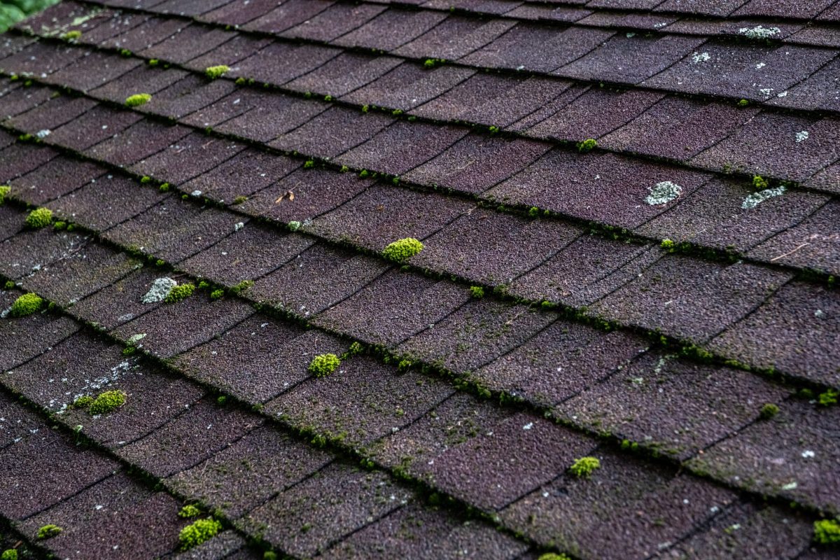 how to remove moss from roof naturally Detailed view of moss and lichen forming on asphalt shingles, representing aging infrastructure and the effects of natural elements on building materials.